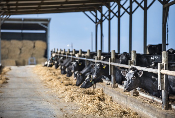 Embrapa Gado de Leite: Custos de Produção de Leite Seguem em Queda em Abril