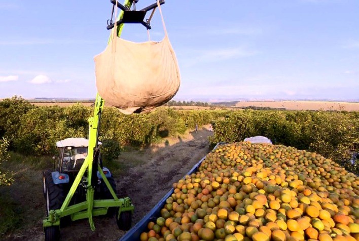 Safra de Laranja 2024/25: Menor Colheita em Décadas devido ao Clima Desfavorável e Greenging
