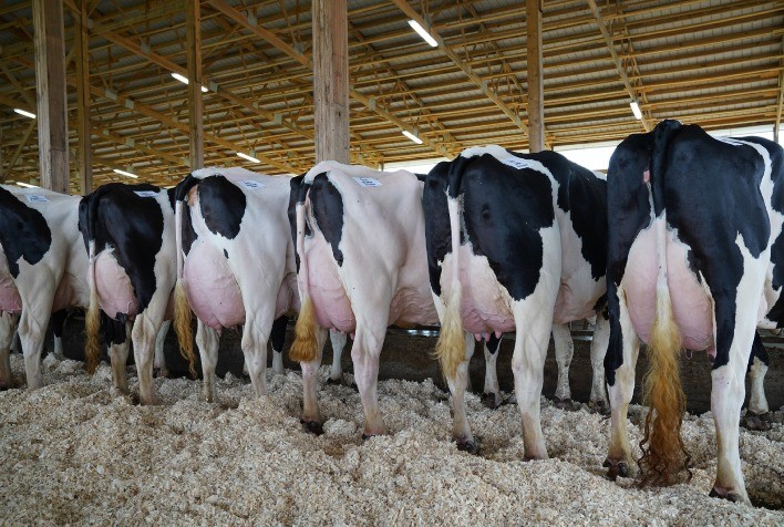 ABS apresenta Catálogo Leite Europeu 2024 com melhores Touros Genéticos