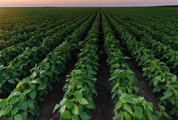 ANPII introduz programa Interlaboratorial para aprimorar qualidade dos Inoculantes Biológicos