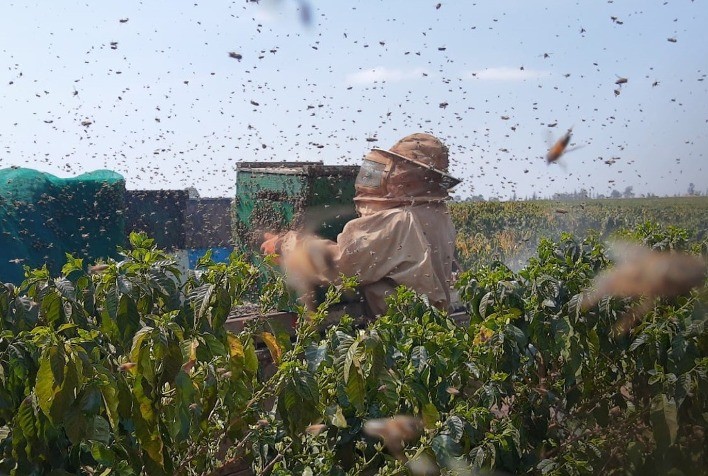 Abelhas agricultoras