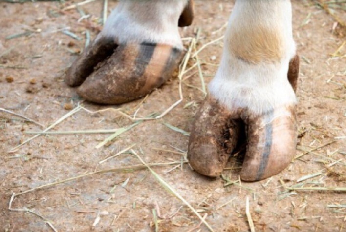 Cuidados Podais: A Importância da Saúde dos Cascos para Bovinos
