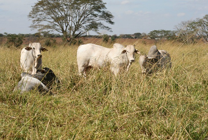 Estratégias para Alimentação durante a Estiagem: Escolha do Suplemento Adequado