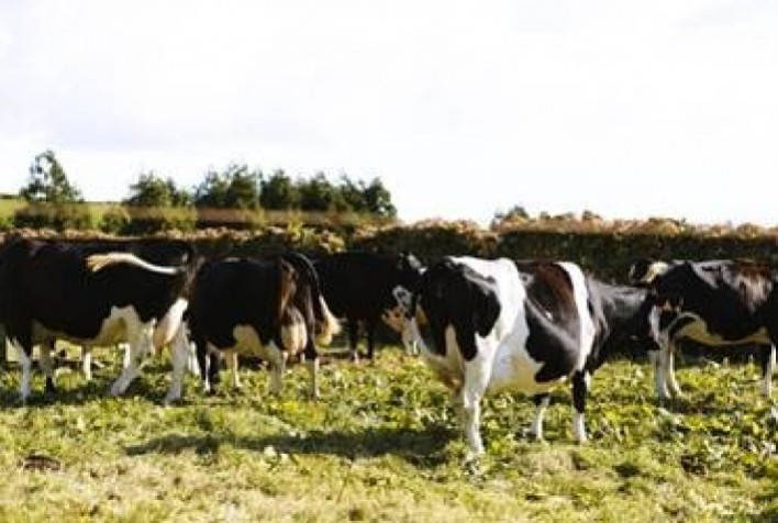 Impactos das Deficiências Nutricionais na Produção de Ruminantes