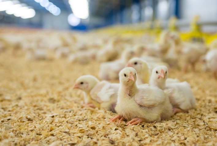 Probióticos Multicepas: O Papel da Sinergia entre Cepas na Saúde Animal