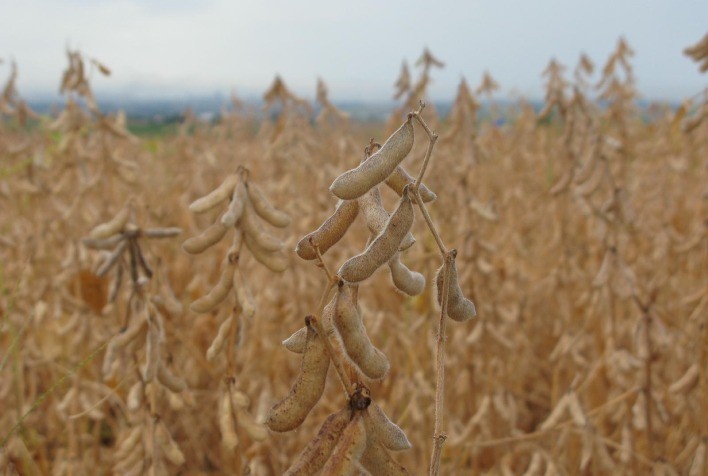 Período de Vazio Sanitário da Soja em Goiás Inicia em Junho