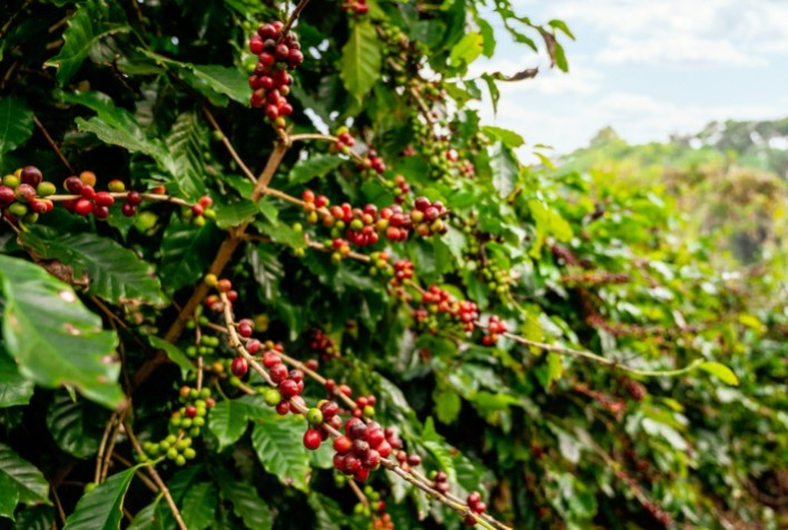 Clima no Vietnã Influencia Ajustes nos Preços do Café
