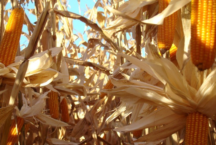 Futuros do Milho Iniciam a Semana em Alta na B3