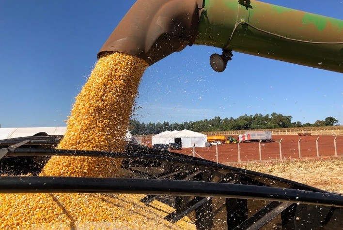 Preços do Milho Caem no Brasil Apesar de Alta Externa