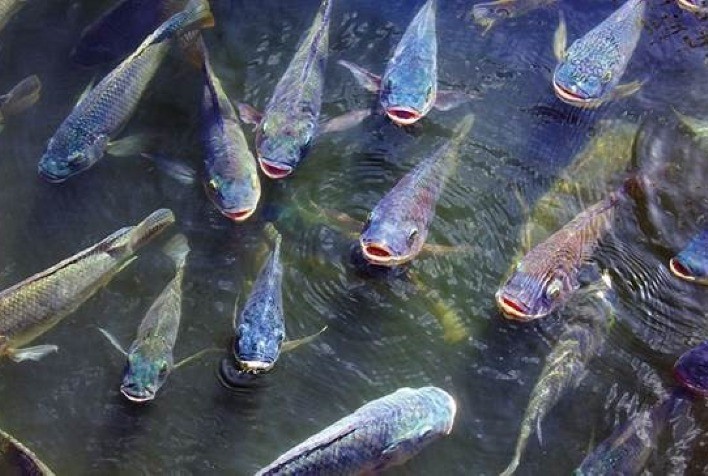 Aquicultura em foco: Peixe BR destaca mercado e sanidade na Aquishow Brasil