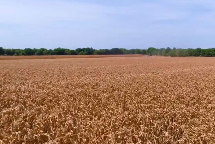 Expectativa de margens menores deve reduzir área de cultivo de trigo no Brasil