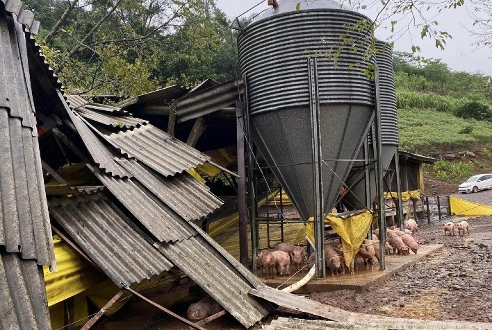 ACSURS trabalha ativamente para auxiliar os suinocultores afetados pelos impactos das chuvas