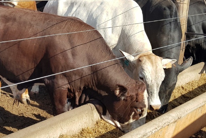 Farelo de Amendoim: Uma Inovação na Nutrição Animal em Destaque na Fenagra 2024