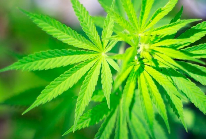 Healthtech Visa Democratizar Acesso a Sementes de Cannabis de Alta Qualidade