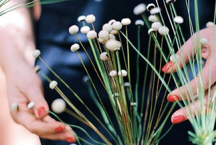Embrapa Cultiva com Sucesso Planta do Cerrado em Casa de Vegetação