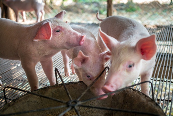 Sincronização do Estro: Um Impulso para a Produtividade nas Granjas de Suínos
