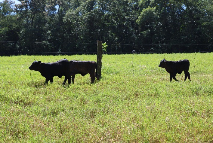 Veterano na CooperAliança: Pioneirismo na Criação de Angus em Nova Prata do Iguaçu