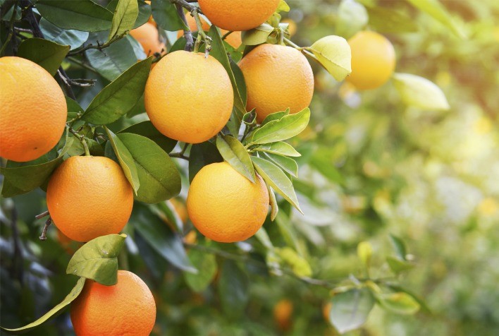 IHARA Apresenta Inovações Japonesas para Aumentar a Produtividade na Citricultura na 49ª Expocitros