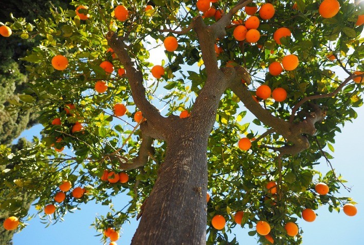 UPL apresenta estratégias inovadoras contra o psilídeo na Expocitros