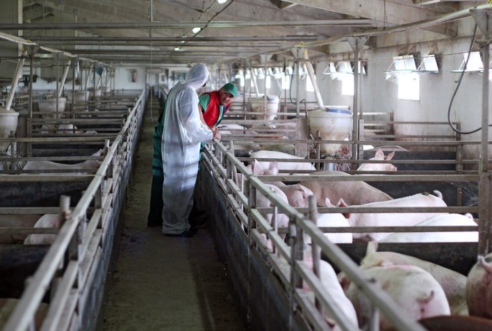 Predomínio dos Modelos Integrado e Cooperado na Suinocultura do Paraná