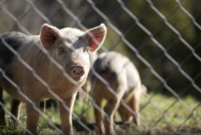 Dados preliminares do IBGE indicam estabilidade na produção no primeiro trimestre de 2024