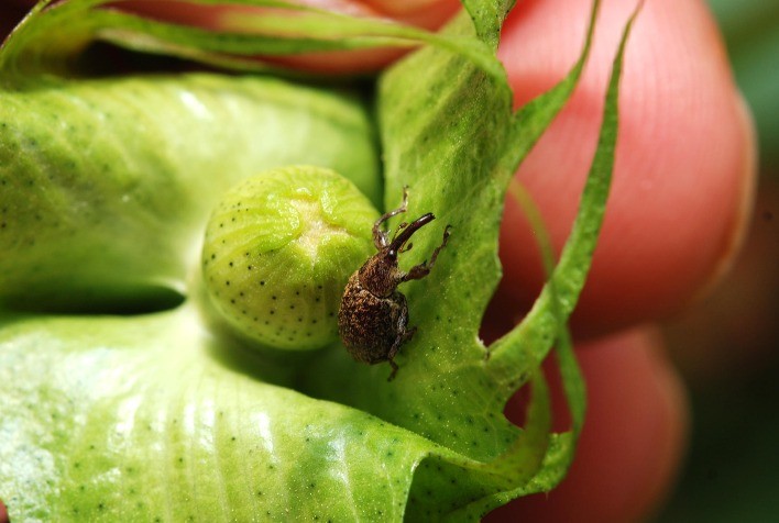 Praga Devastadora: Bicudo Ameaça Produção de Algodão no Brasil