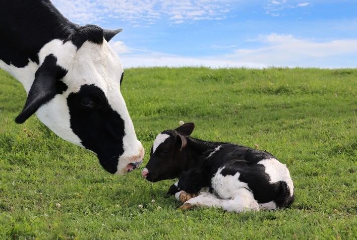 Manejo Adequado no Pós-Parto é Crucial para o Bem-Estar de Vacas Leiteiras