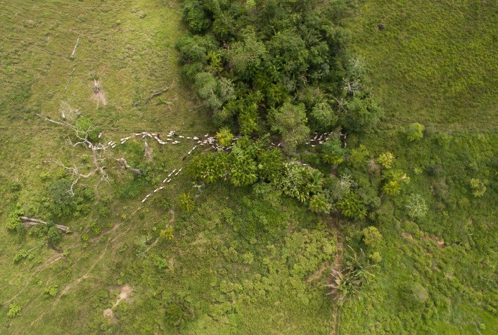 Investimento na sustentabilidade: JBS destina R$ 10,2 milhões para projeto de pecuária regenerativa na Amazônia
