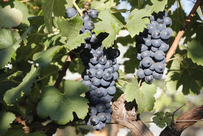 Cresce a produção de uva para vinhos finos em Minas Gerais