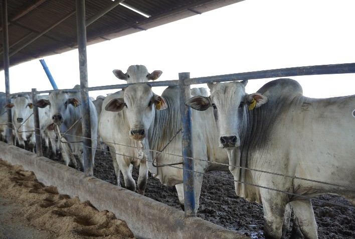Boas práticas de manejo no confinamento impulsionam eficiência na pecuária de corte