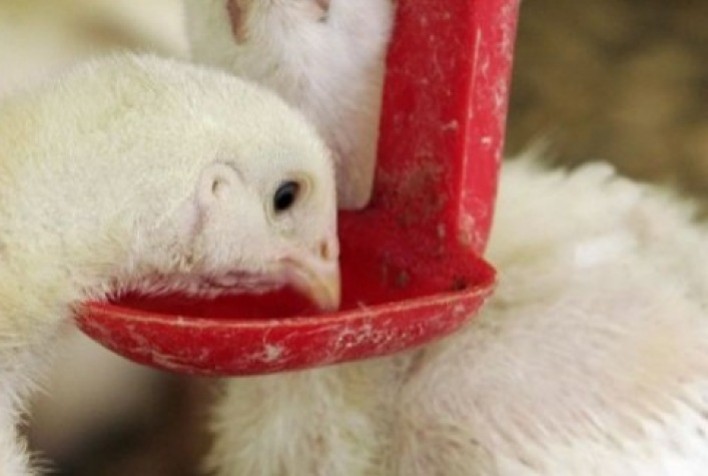 Seminário destaca importância da qualidade da água na avicultura: Pec Nordeste 2024