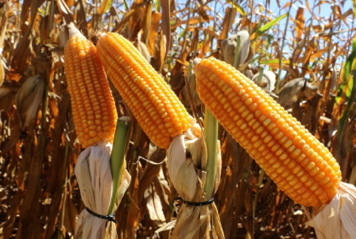 Itaú BBA: Oferta de Verão Faz Preços do Milho Caírem no Brasil