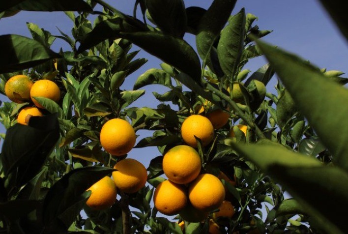 Albaugh Destaca Inovação na Proteção de Cultivos na Expocitros 2024