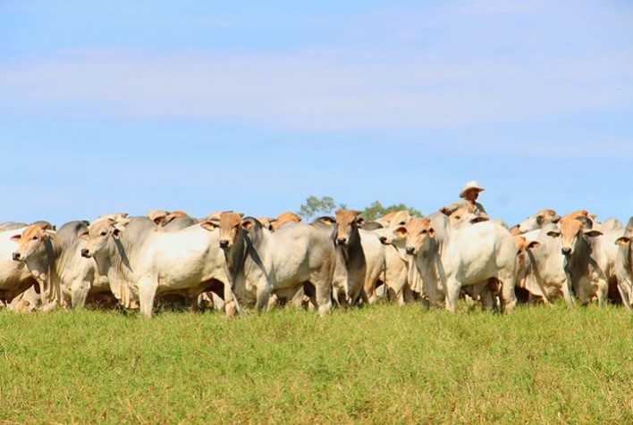 Oferta Elevada Mantém Pressão Sobre Cotações do Boi Gordo