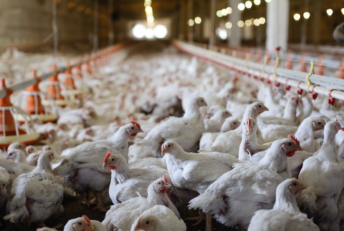 Fraca Demanda Mantém Preços de Produtos Avícolas em Queda em Maio