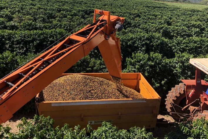 Colheita de Café 2024/25 no Brasil Atinge 21%, Relata Safras & Mercado