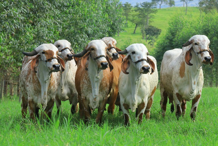 Maratona Genética: Inovação On-line para Rebanhos Leiteiros
