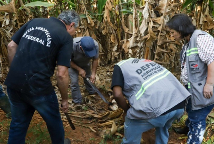 Ministério da Agricultura intensifica monitoramento contra Fusariose em plantações de bananas em São Paulo