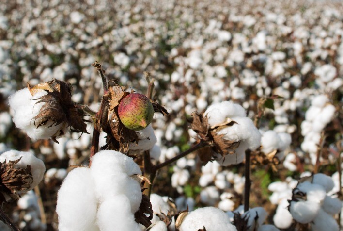Nutrientes Essenciais Impulsionam Desenvolvimento do Algodoeiro: Especialistas da BRQ Brasilquímica