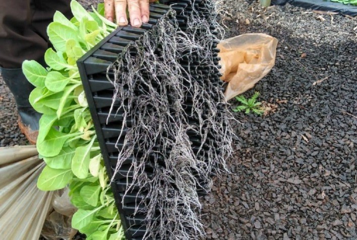 Investimento em Nutrição do Solo Impulsiona Produção de Fumo