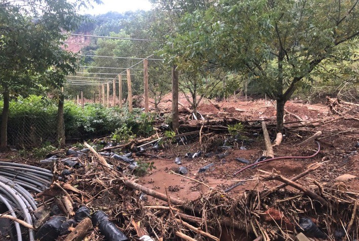 IBPecan pede mais de R$ 260 milhões em ajuda para pecanicultura gaúcha