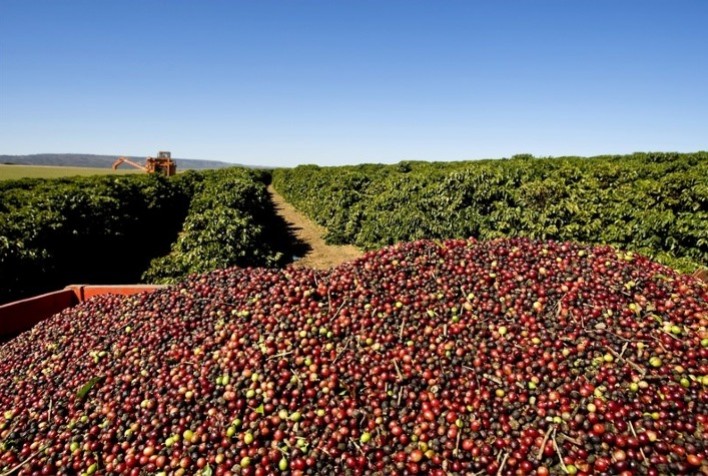 Café Inicia a Semana com Expectativa de Negócios Movimentados no Brasil