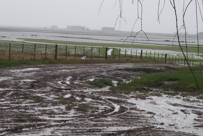 Chuvas Severas Afetam Produção Agropecuária no Rio Grande do Sul