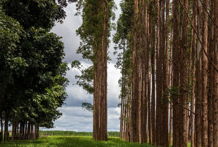 Lei sancionada pelo governo traz benefícios para a silvicultura com atuação da CNA