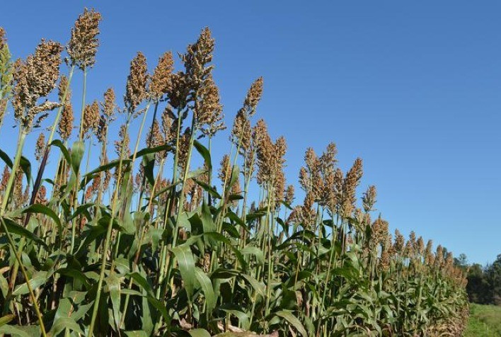 Falta de chuvas impacta safrinha de sorgo em Goiatuba (GO), prevendo redução na produtividade