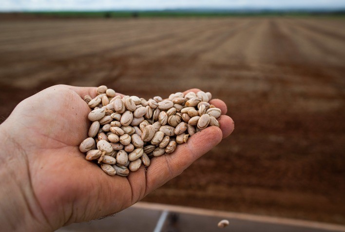Geadas na Argentina e seus impactos no mercado de feijão brasileiro