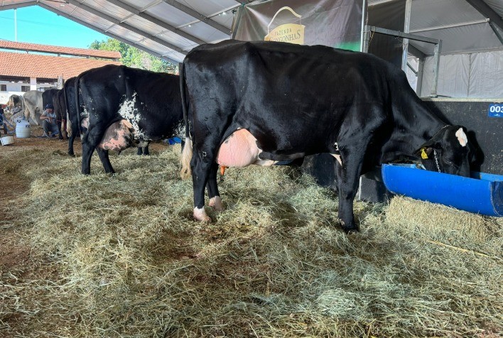 Parque da Gameleira Recebe Animais da Megaleite 2024: Celebração do Melhor do Agronegócio Leiteiro do Brasil