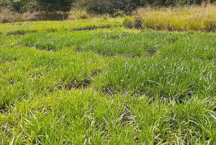 Genética do Capim Influencia na Eficiência do Pasto Vedado, Aponta Pesquisa