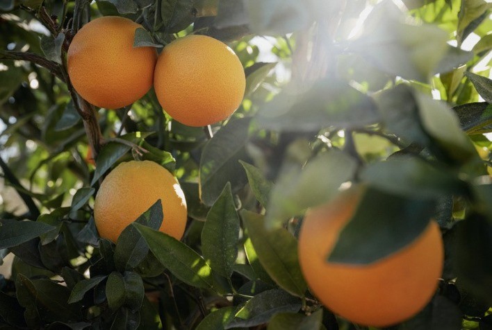 Yara Apresenta Inovações em Fertilizantes na Expocitros 2024