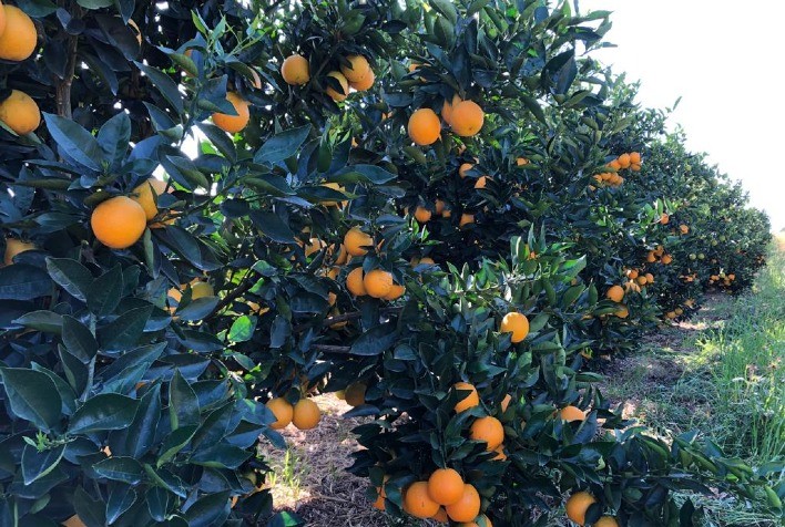 Sipcam Nichino apresenta novo Programa de Controle contra o Psilídeo-dos-Citros na Expocitros